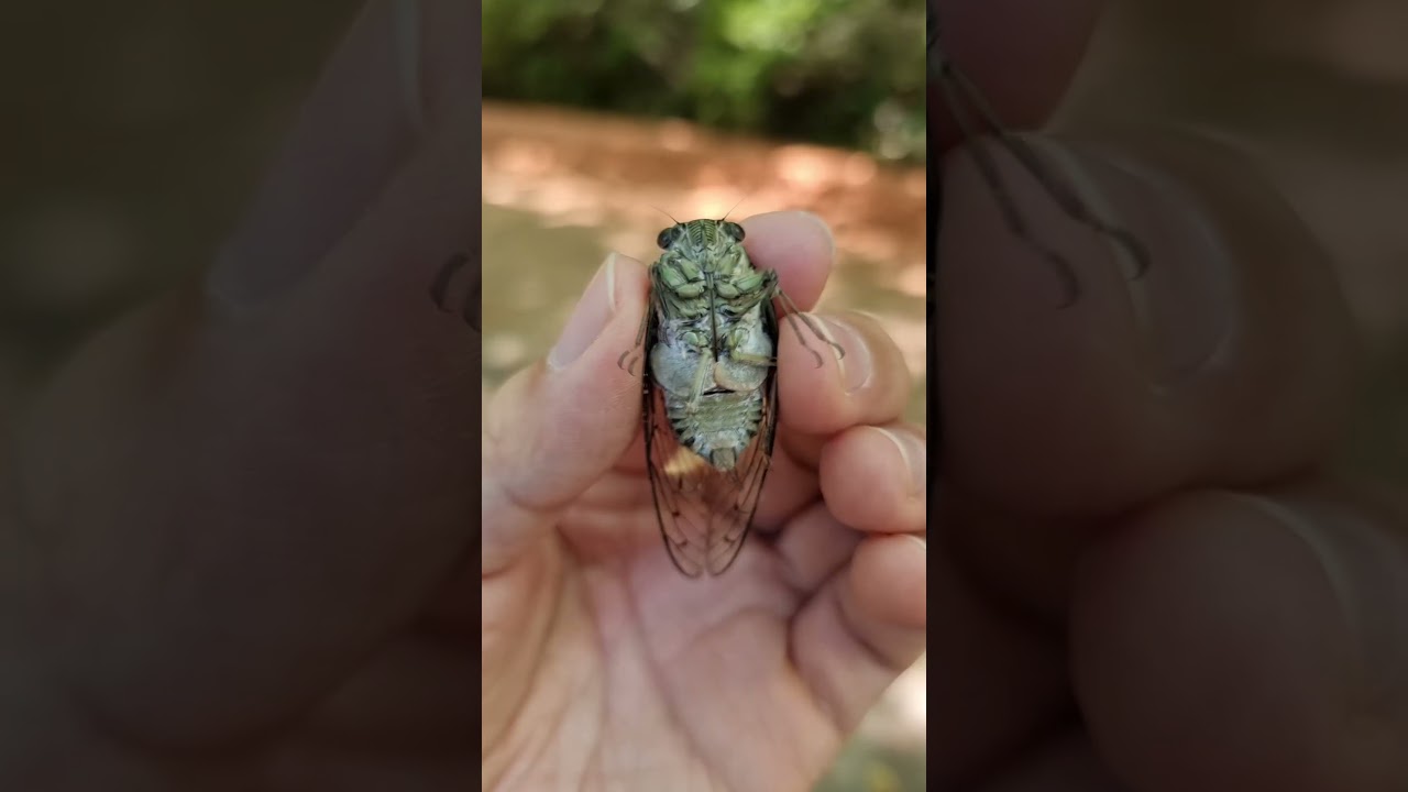 Minmin Cicada Screaming #shorts