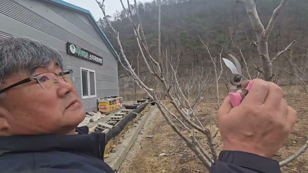 강릉체리, 6년차 개심형 동계전정