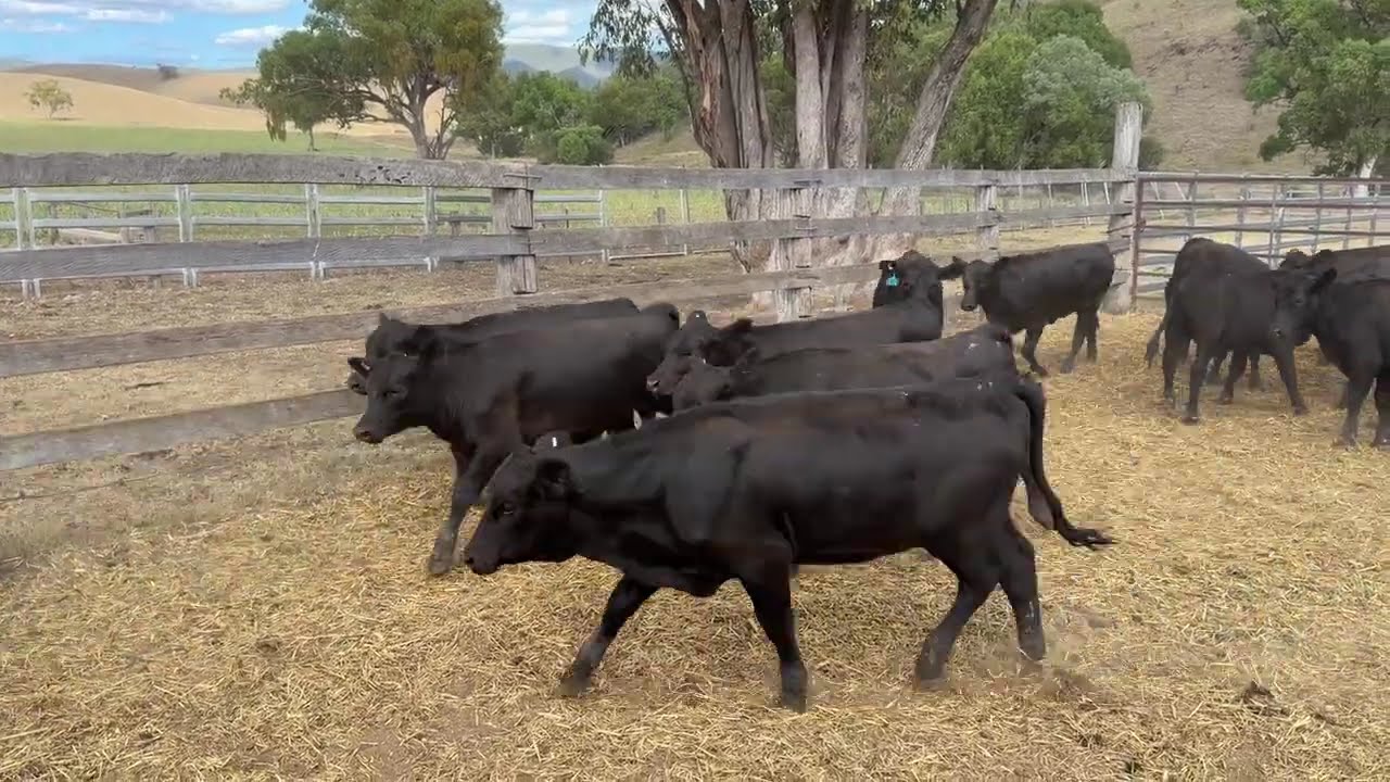 A/C CT & A HOUSTON WEANED ANGUS/ULTRABLACK  HEIFERS AVG 232KG BOOROOMOOKA BLOODLINE