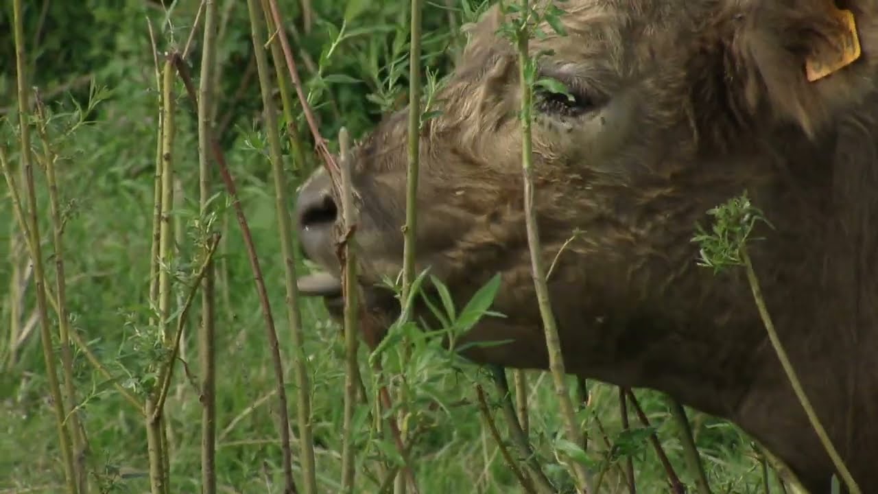 Natuurlijke begrazing geeft vorm aan een natuurrijk mozaïeklandschap.