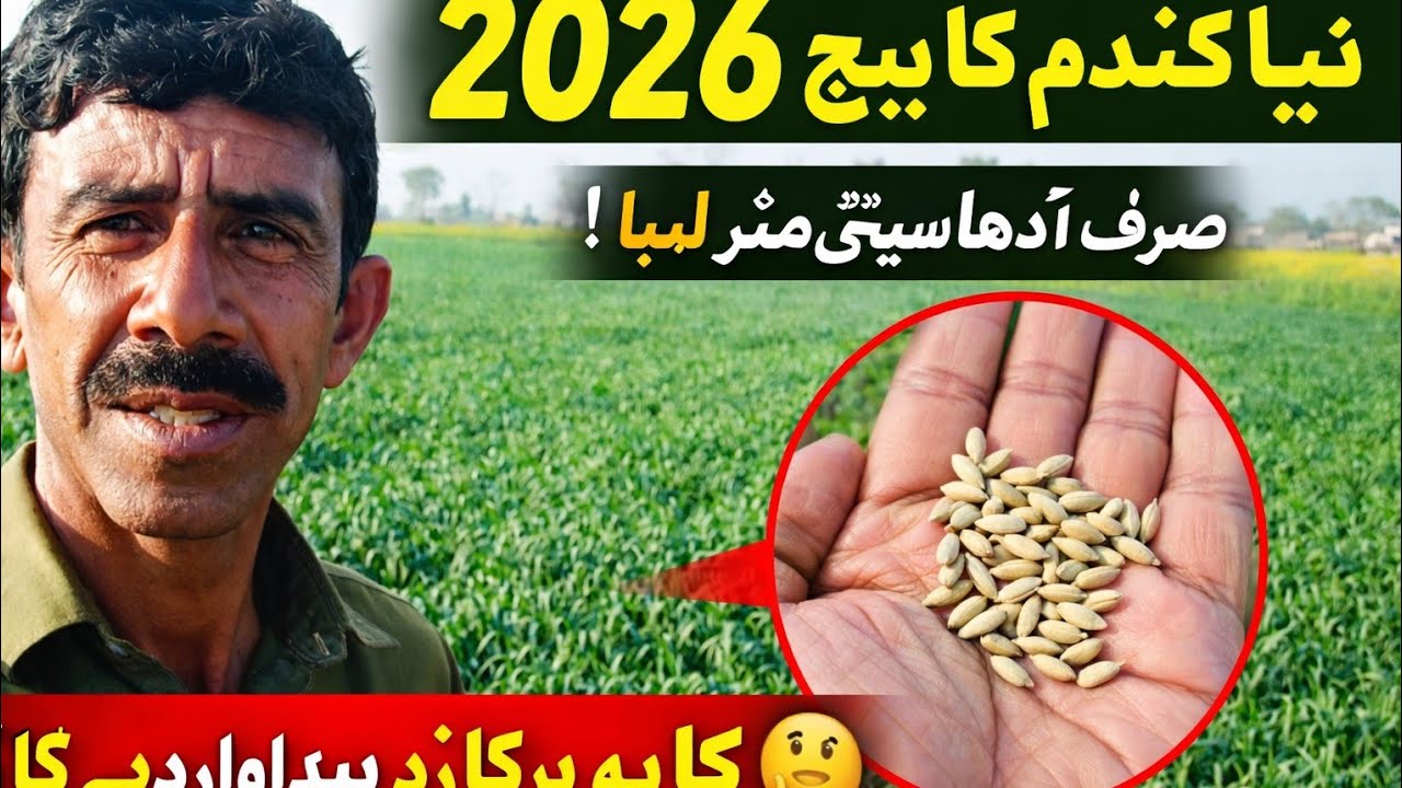 نیا گندم کا بیج 2026 | آدھا سینٹی میٹر لمبا بیج کیا زیادہ پیداوار دے گا؟