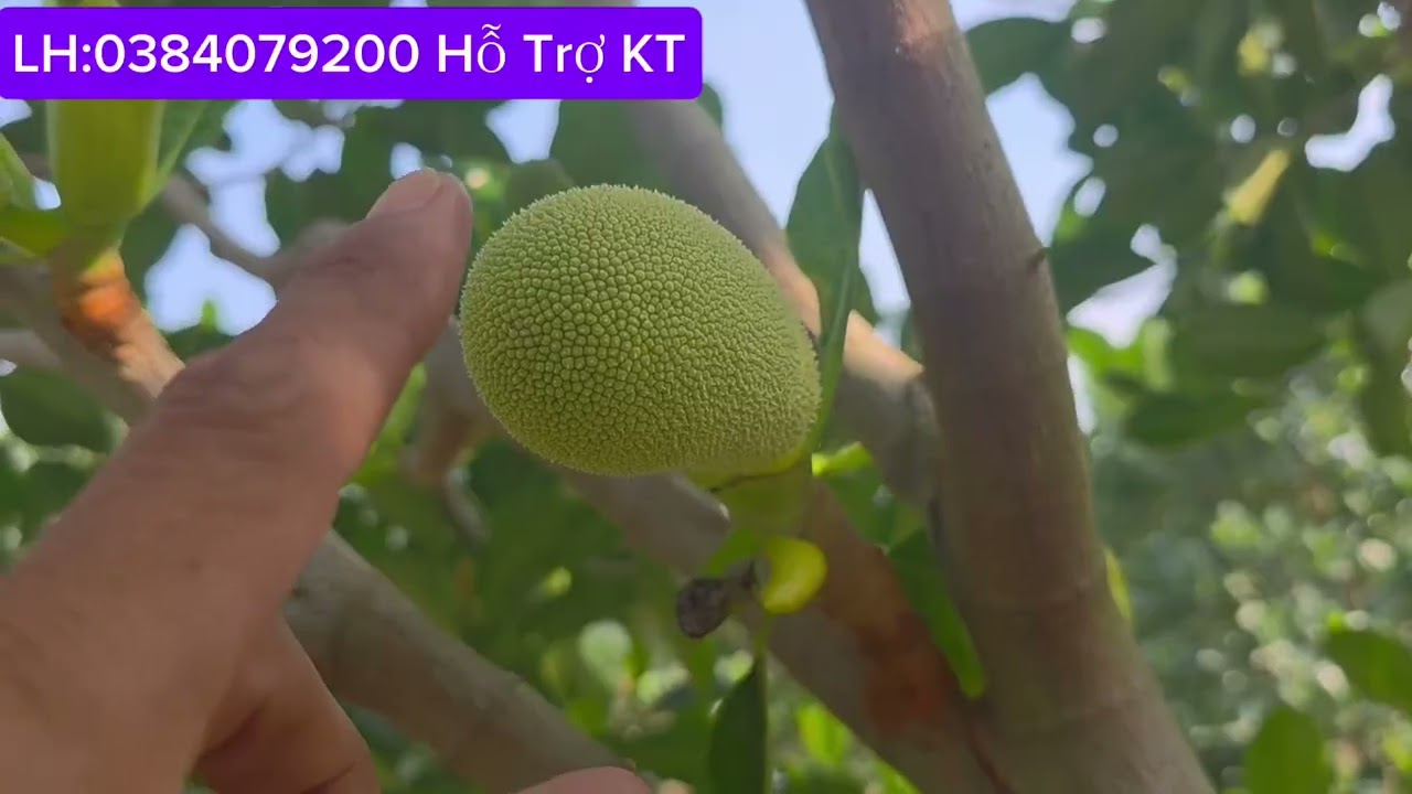 Mít InĐô Ra Bông Rãi Dg17+G10 Nuôi Bông,Nuôi Trái Bao Phê.LH:0949777827 Gặp Vĩnh.