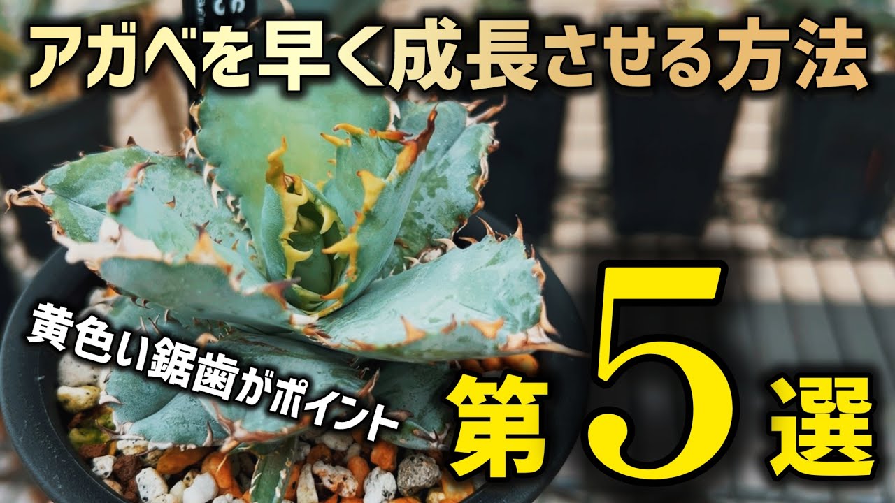 アガベの成長スピードを上げる方法第５選