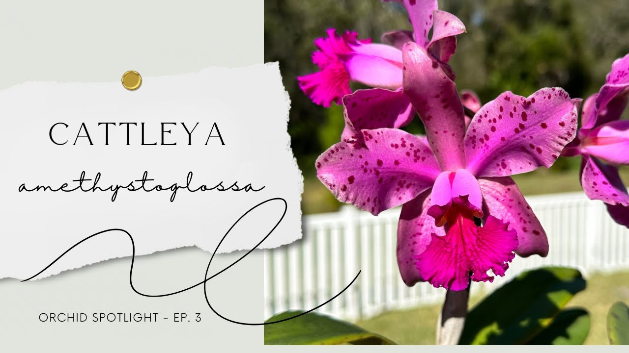 Orchid Spotlight - Cattleya amethystoglossa