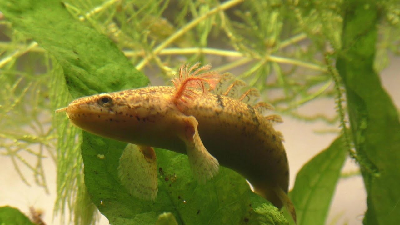 Armoured Bichir  ( Polypterus delhezi )