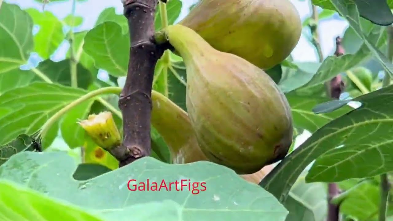 France. Ficus Carica. #Figs Инжир. Бреба на сортах Black Jack, Sari Apsheron, Gentil Bianco