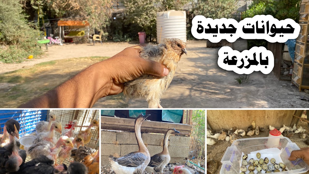 بالمزرعة دواجن جديدة وخلي نشوف الجفاف بنهر دجلة 