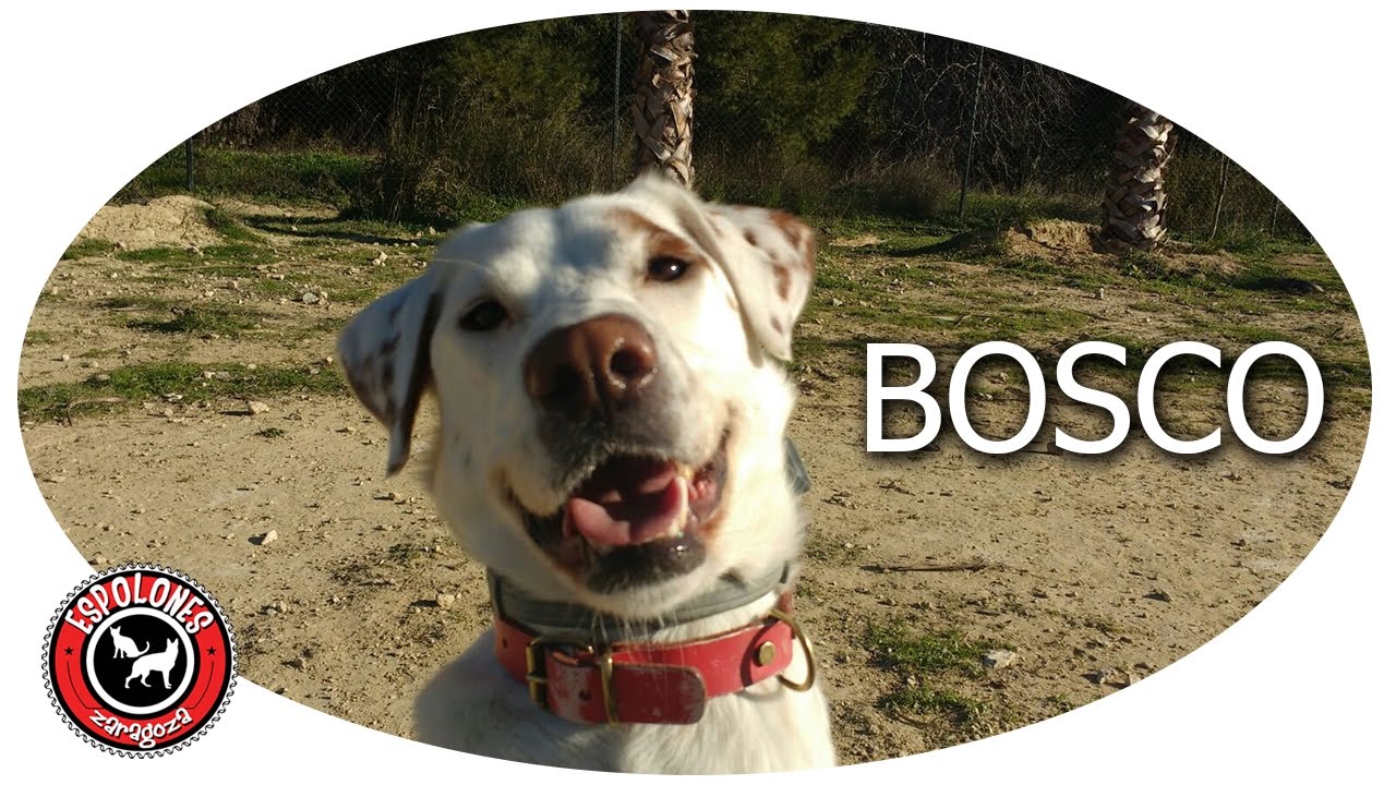 Bosco