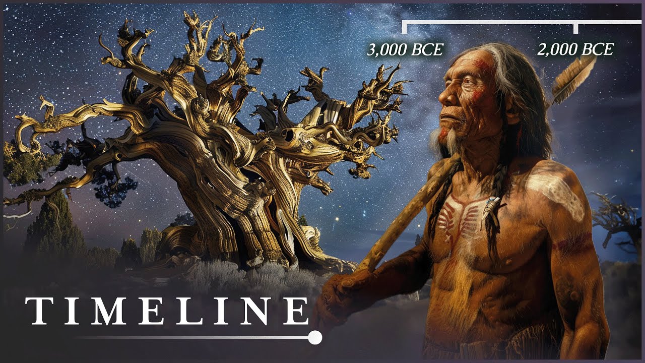 The Oldest Living Thing In The World: The Mysterious Methuselah Tree | Oldest Tree | Timeline