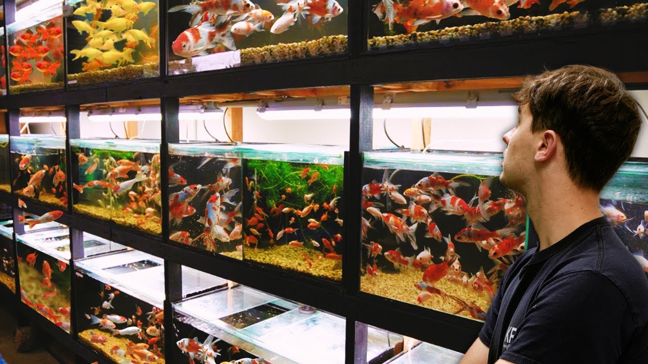 GOLDFISH Breeding Facility at Home | In Depth Tour
