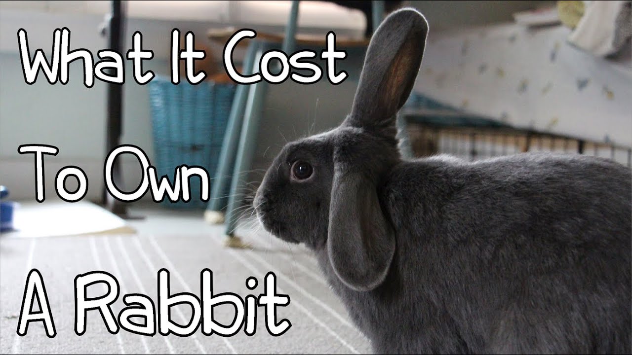 What It Cost To Own a Rabbit