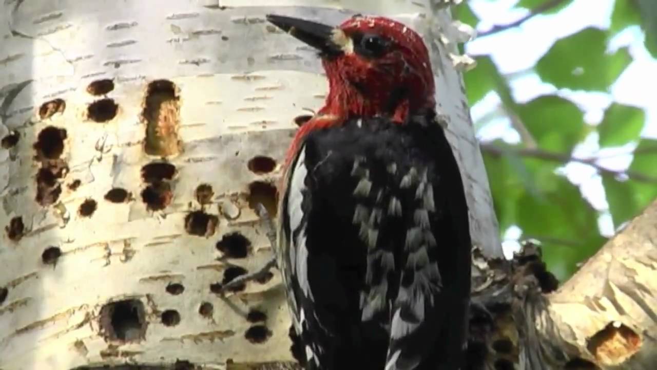 yellow-bellied sapsucker
