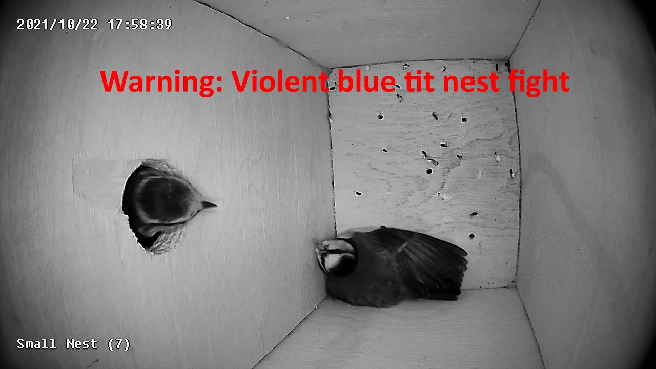 Warning : Violent blue tit fight over nest.