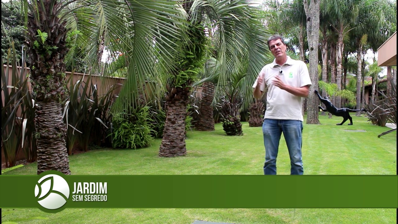 Butia Capitata   Jardim sem segredo
