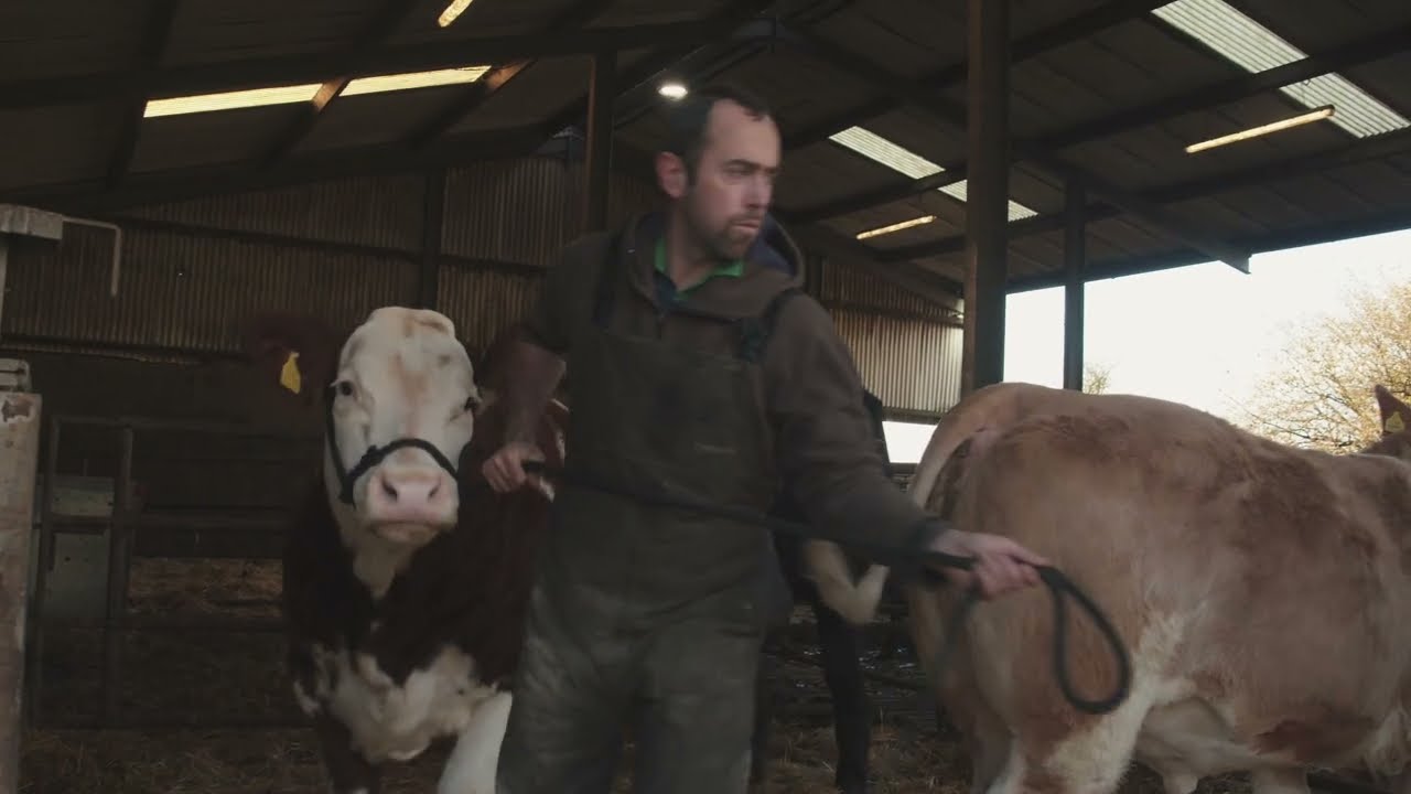 Corlea Livestock - A Short Film on Show Cattle