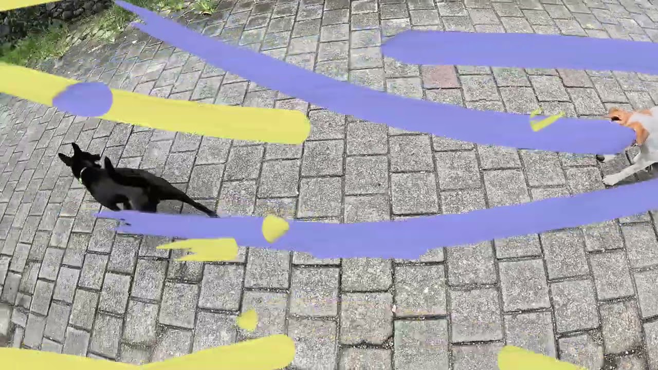 Doggy day out