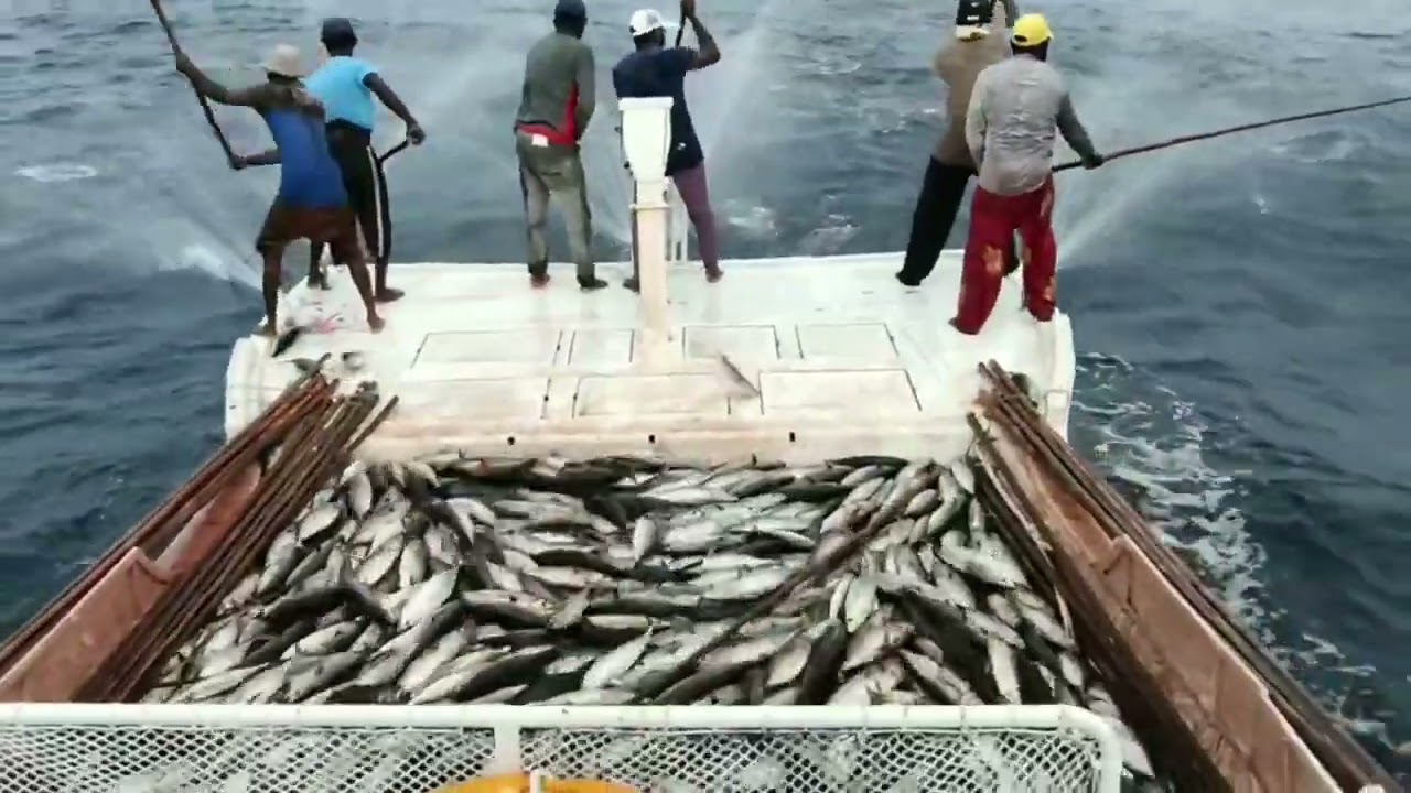 Minicoy Fishing SKIPJACK - TUNA. RUVA UR RAYYAN Boat.