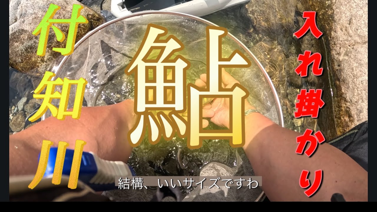 【鮎】付知川、鮎解禁、1週間後の釣果✨今年は期待できそうだ。