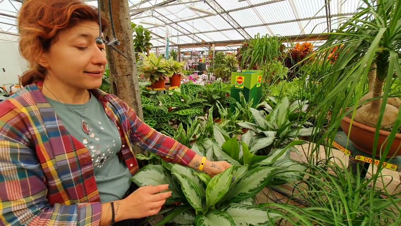 Come curare la AGLAONEMA
