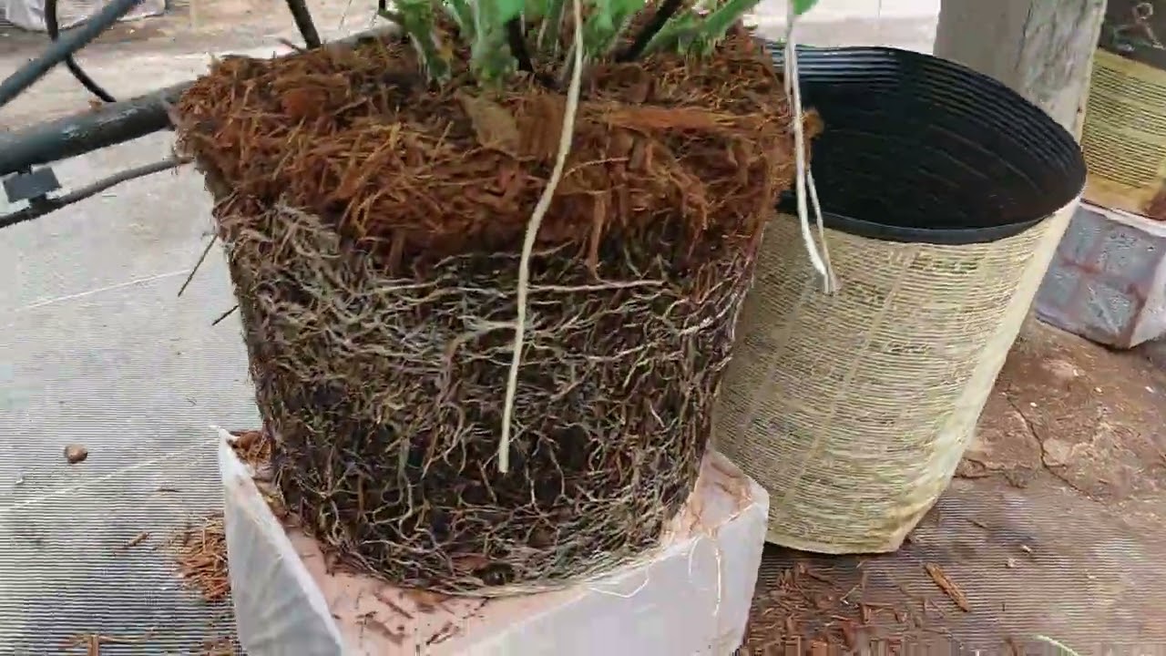 Tomate hidroponico con sustrato inerte en  Paraguay. Desarrollo  radicular homog&eacute;neo.