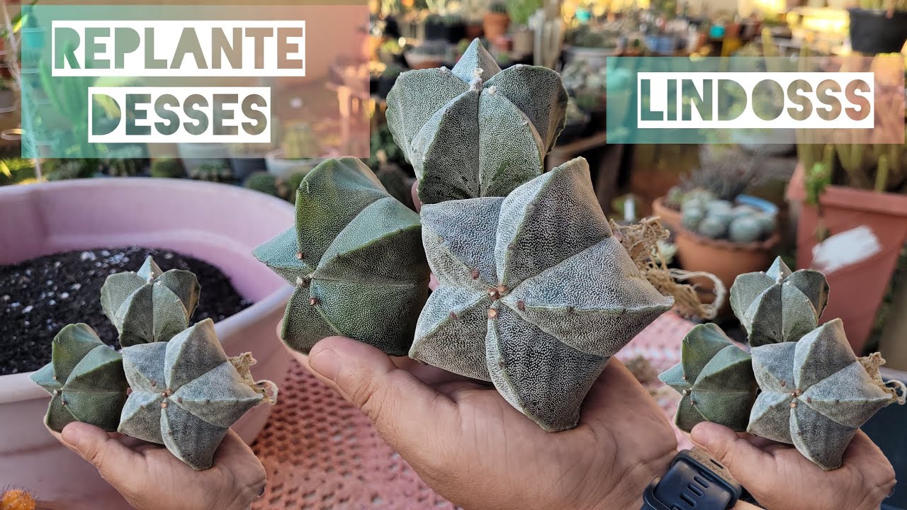 REPLANTE CACTOS ASTROPHYTUM 💚🌵