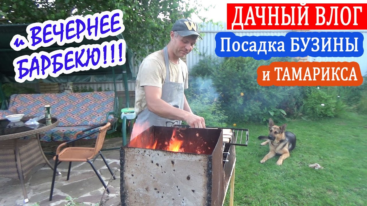 ДАЧНАЯ ЖИЗНЬ - ВЛОГ. Посадка БУЗИНЫ, ТАМАРИКСА. Спилили яблоню. Вечернее БАРБЕКЮ на даче!