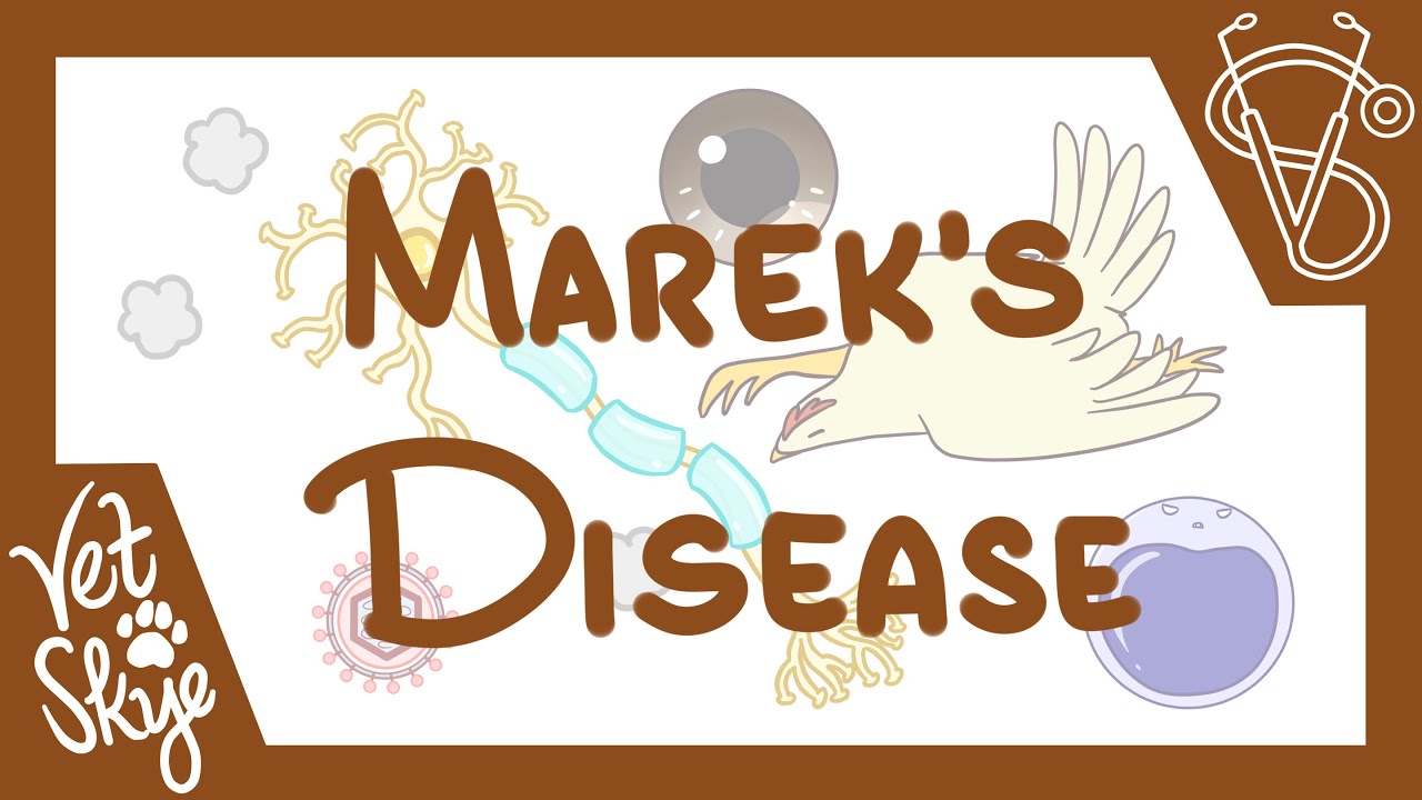 Marek's Disease - causes, pathophysiology, clinical signs, diagnosis, prevention
