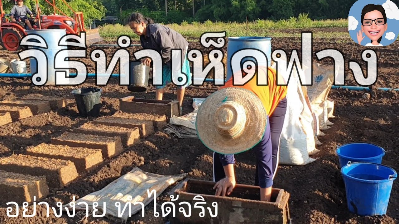 วิธีทำเห็ดฟางอย่างง่าย ได้ผลผลิตจริง #ป้าตุ้ยยูทูป @ร้อยรูปเล่าเรื่อง