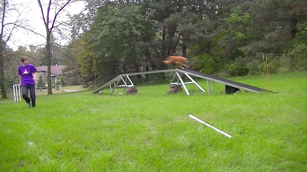 Zumi Running Dogwalk Progression