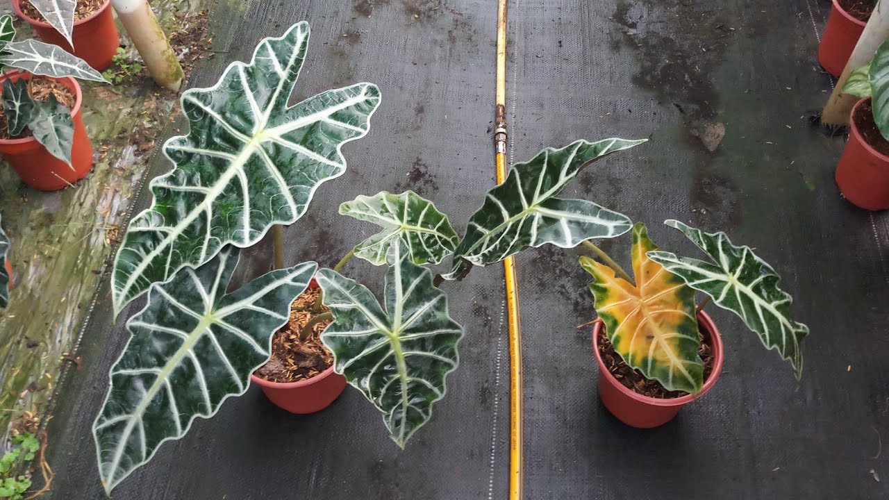 Cách trồng cây môn quan âm (alocasia polly): kinh nghiệm thay chậu