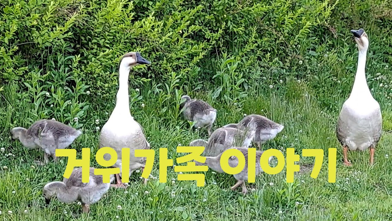 거위가족이야기1