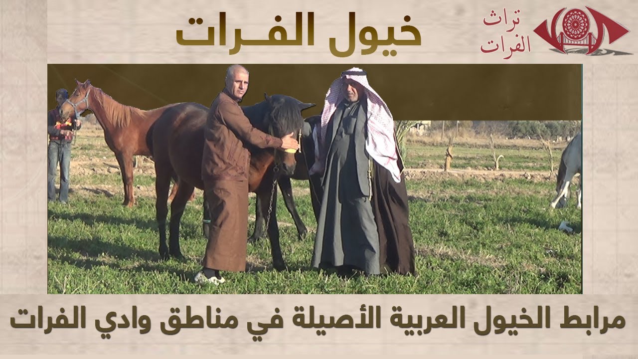 مرابط الخيول العربية الأصيلة في مناطق وادي الفرات #تراث_الفرات
