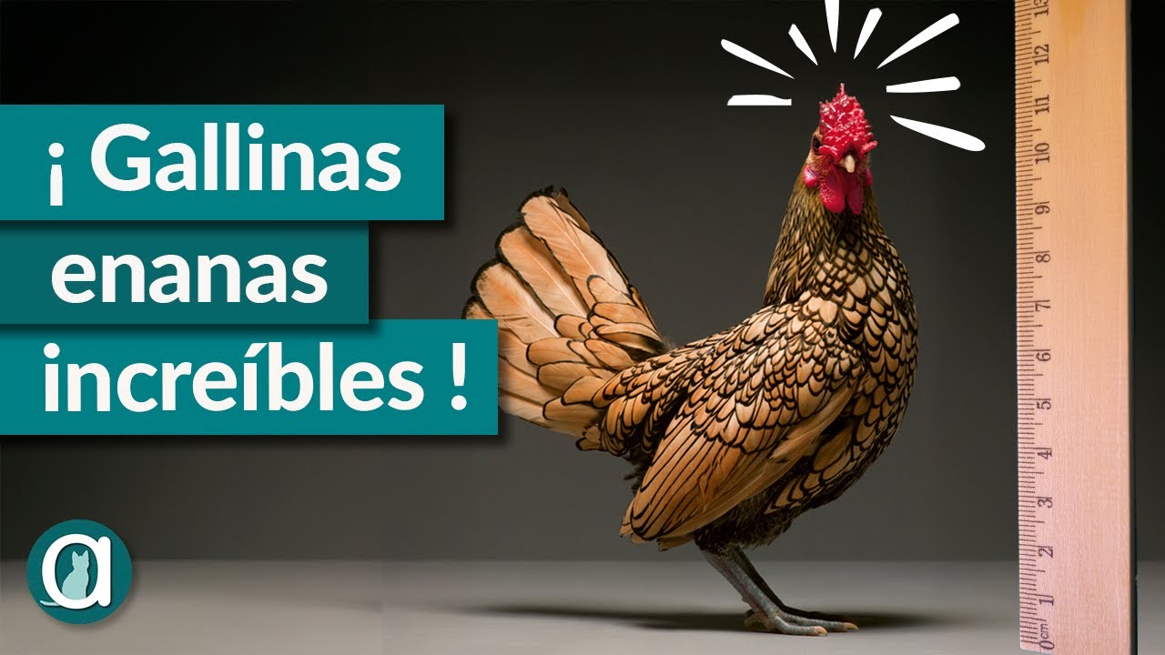 Descubre las 10 GALLINAS ENANAS más raras y hermosas 🐓