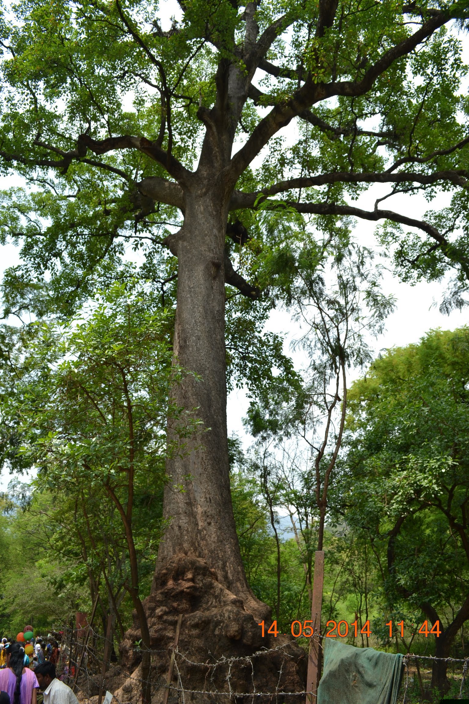 Suruli Hills ~ Lord Muruga as Suruli Velappar *