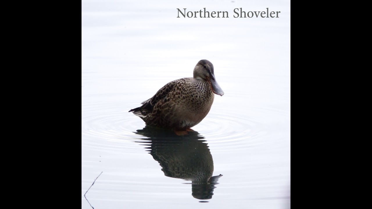 Suomen linnut, Birding in Finland