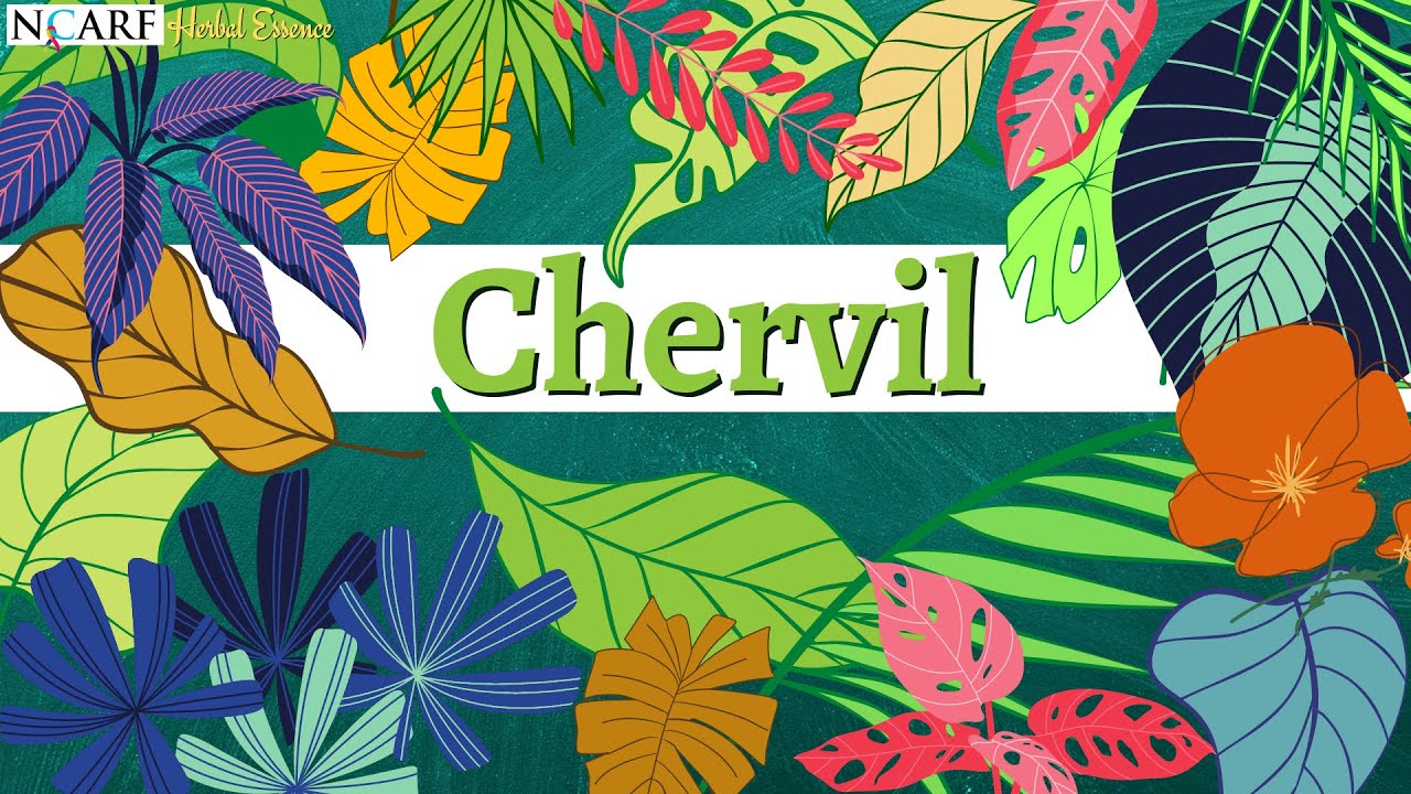 Herbal Essence   Chervil