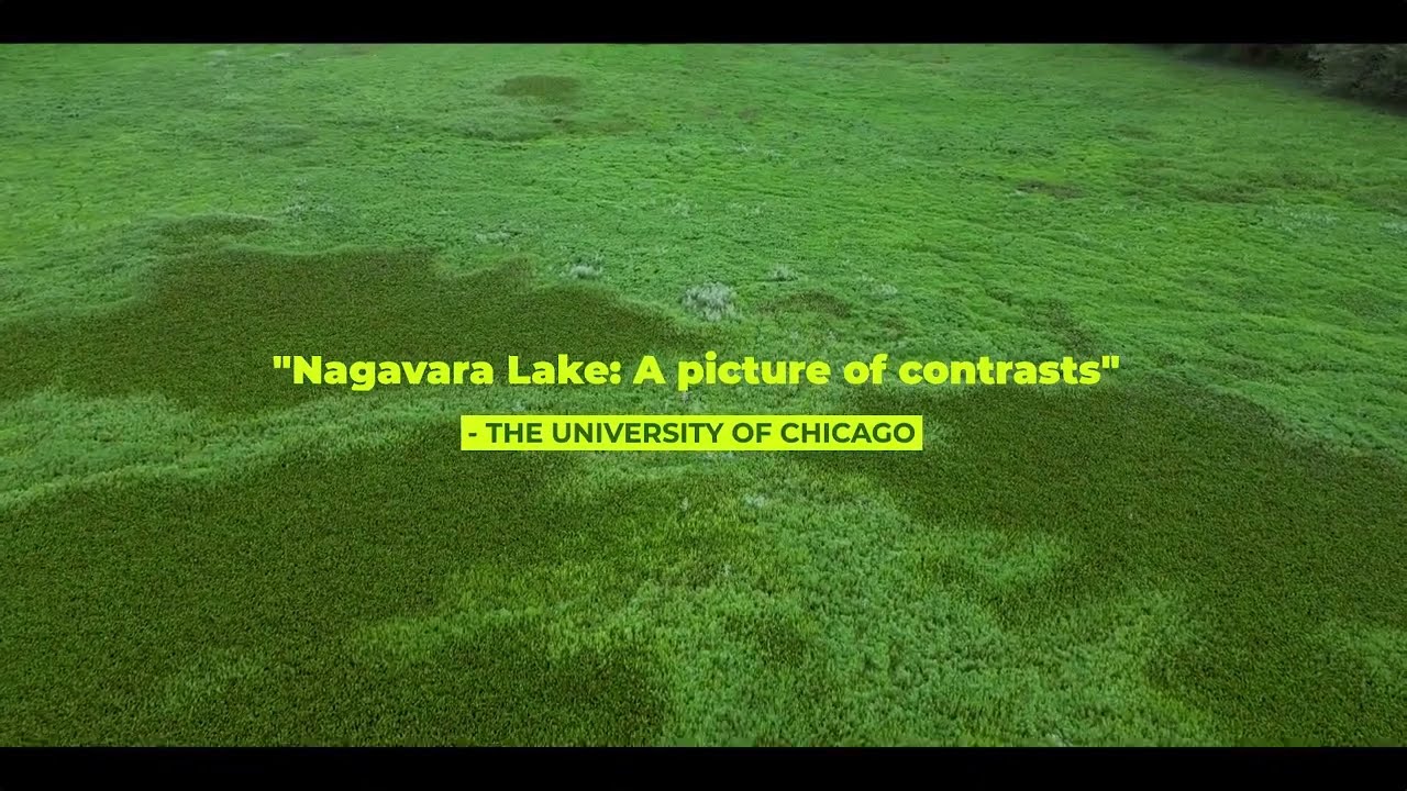 Bangalore's lakes are dying | Nagavara Lake: A picture of contrasts