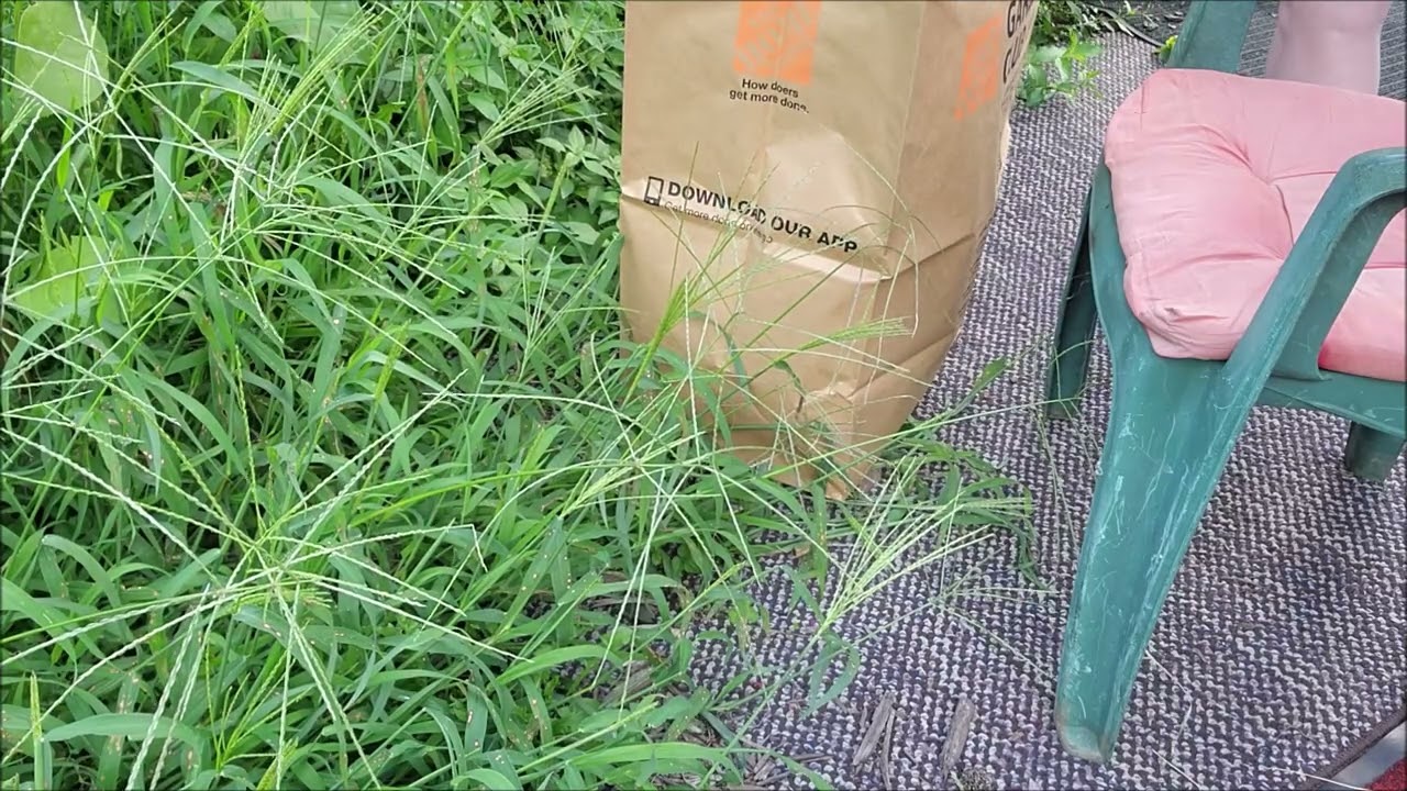 Crabgrass Weeding Part 1