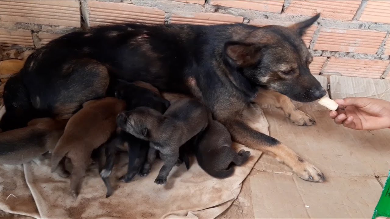 Day 4 Feeding poor mother dog and 7 puppies - Rescue family puppies