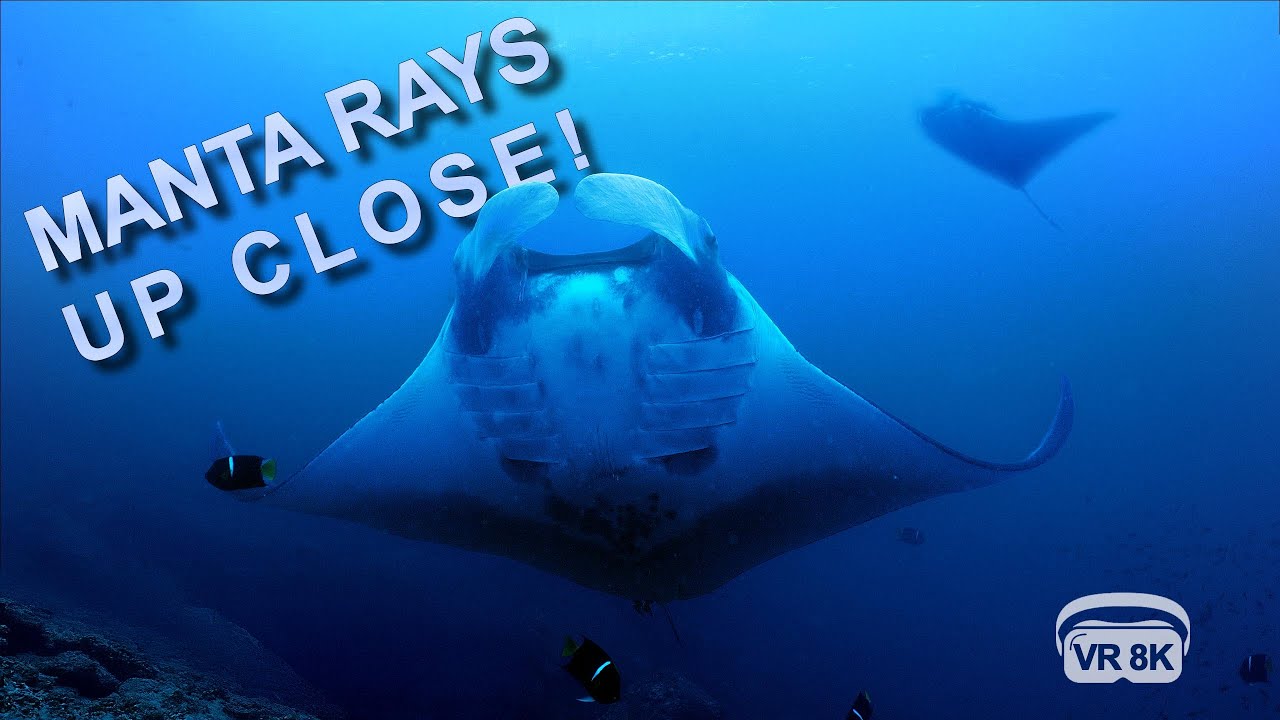 MANTA RAYS UP CLOSE!  In 8 K VR 180° stereo 3D