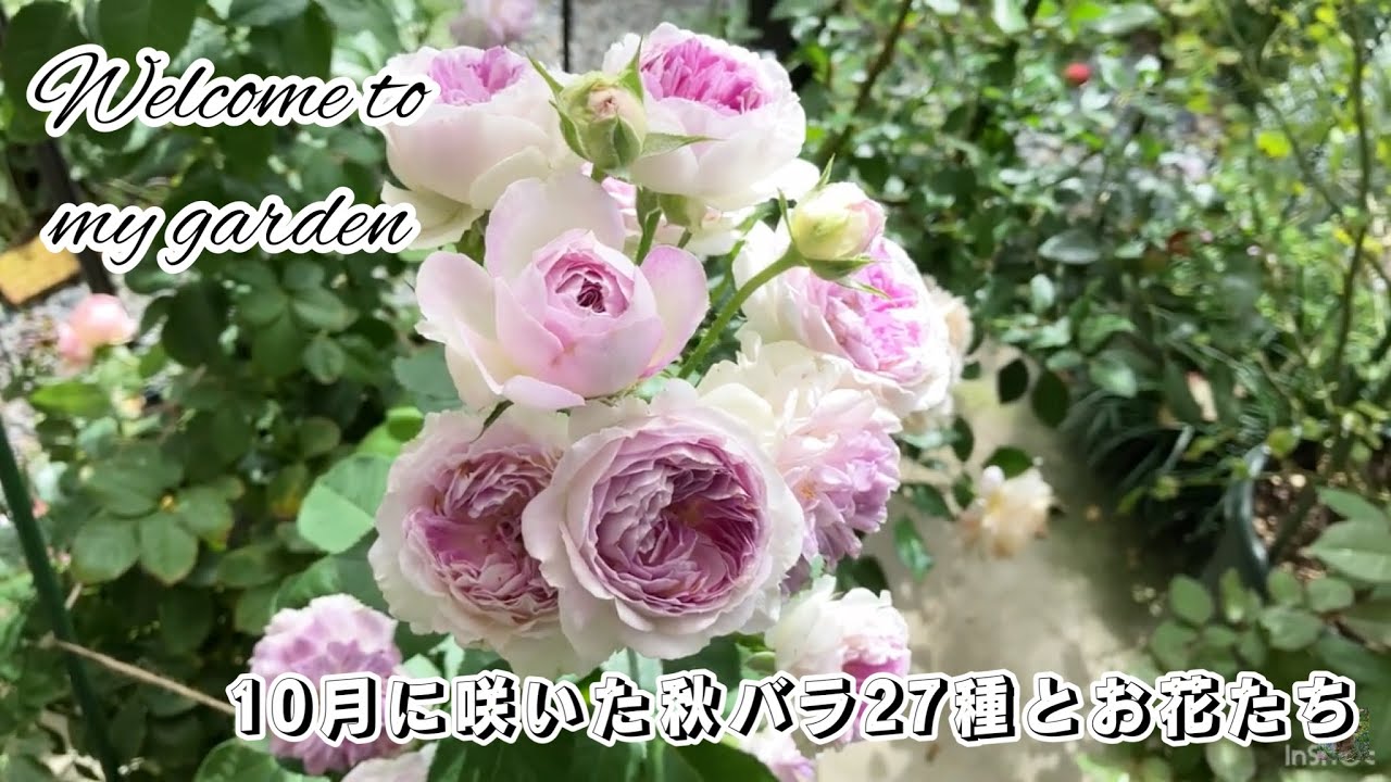 10月に咲いた秋バラ27種【バラ/薔薇/ガーデニング/10月のお庭・お花/Rose garden/October garden tour】