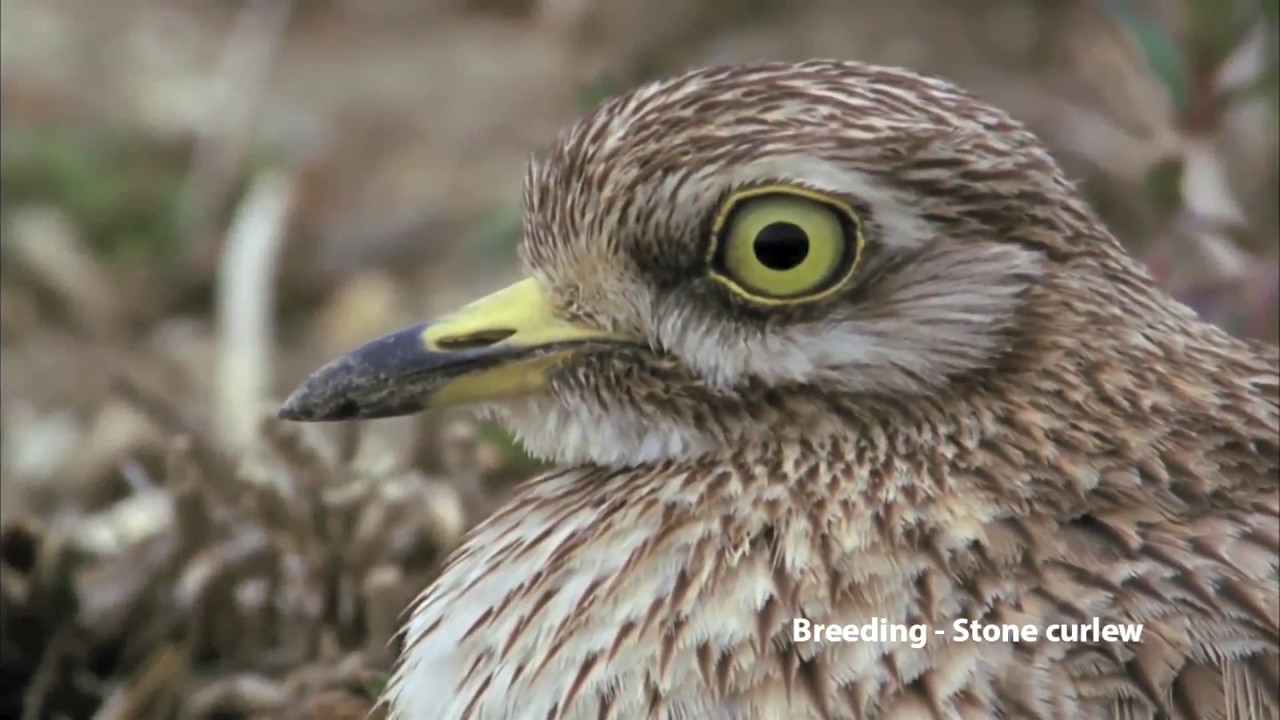 How to Breed a stone curlew     كيف يتم انتاج الكروان