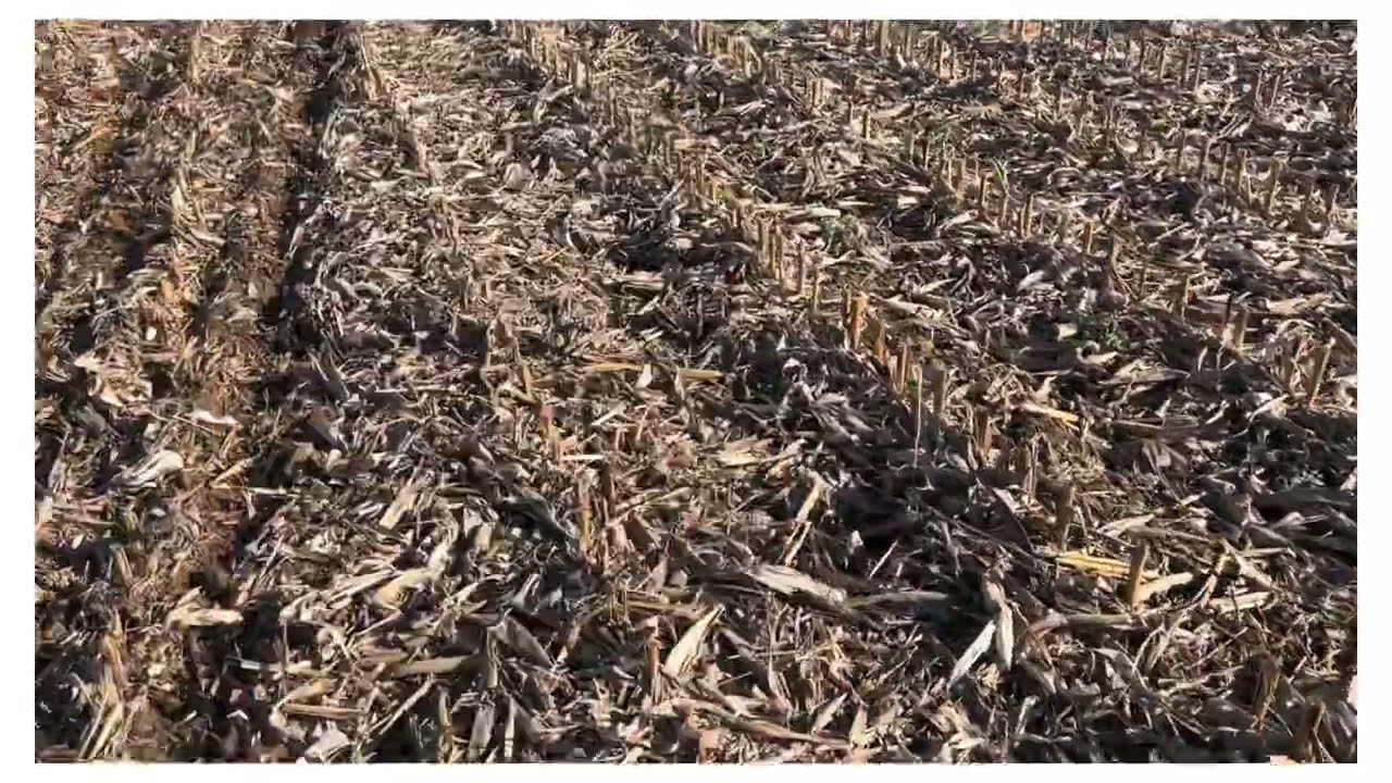 Semis direct 2025 d orge d hiver après mais grain au sprinter 6 équipe de pointes fines