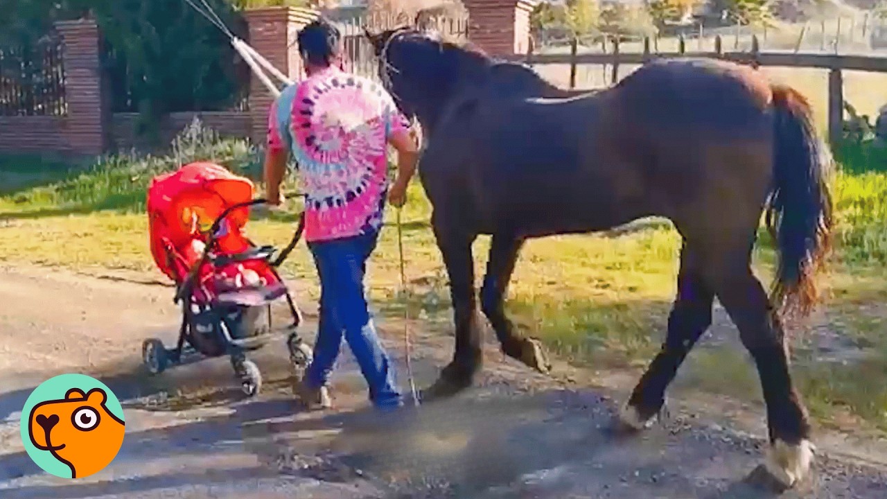 Couple Saves Abandoned Horse And He Changes Completely  | Cuddle Buddies