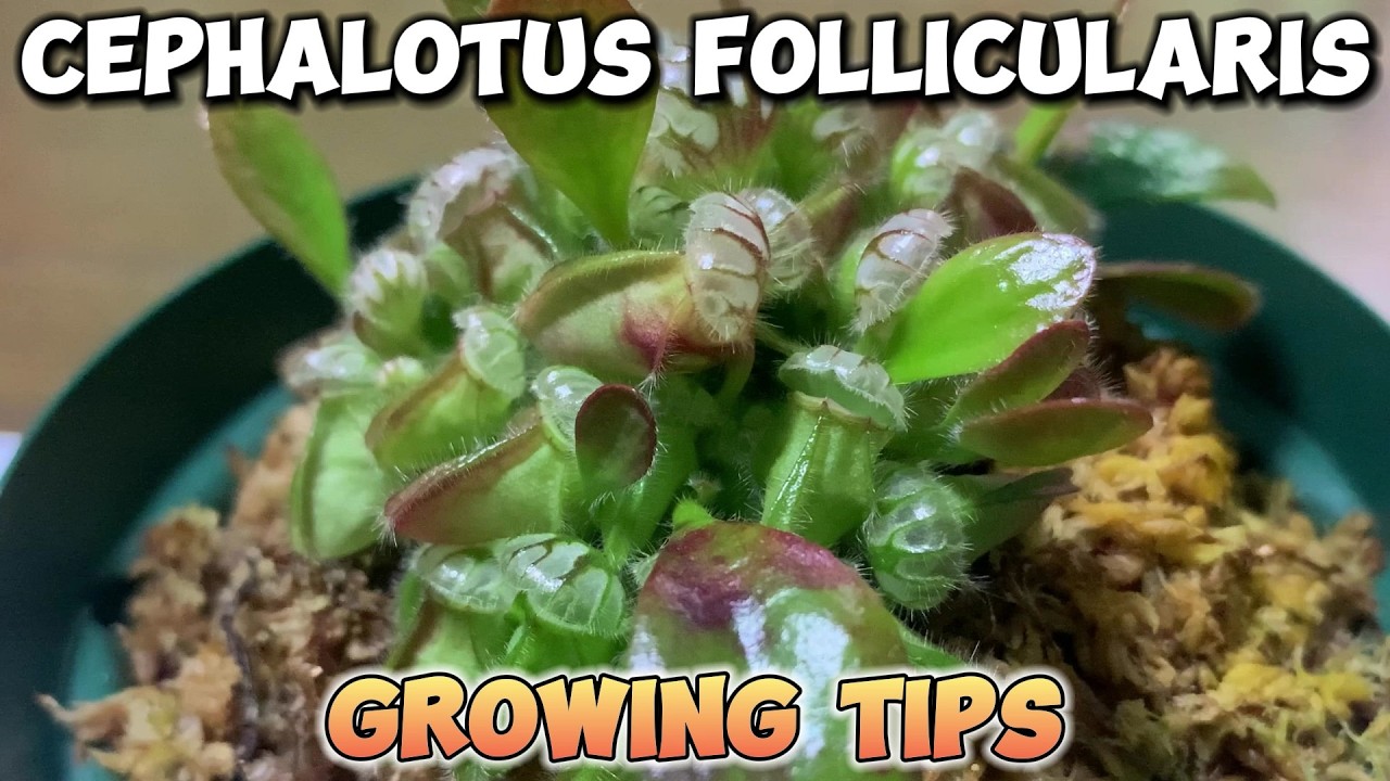 How to Grow Carnivorous Plants Cephalotus Follicularis at Home!