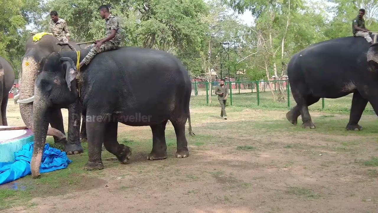 Dasara elephants 🐘 Enjoy break time at Bannimantap | MYSURU DASARA 2023