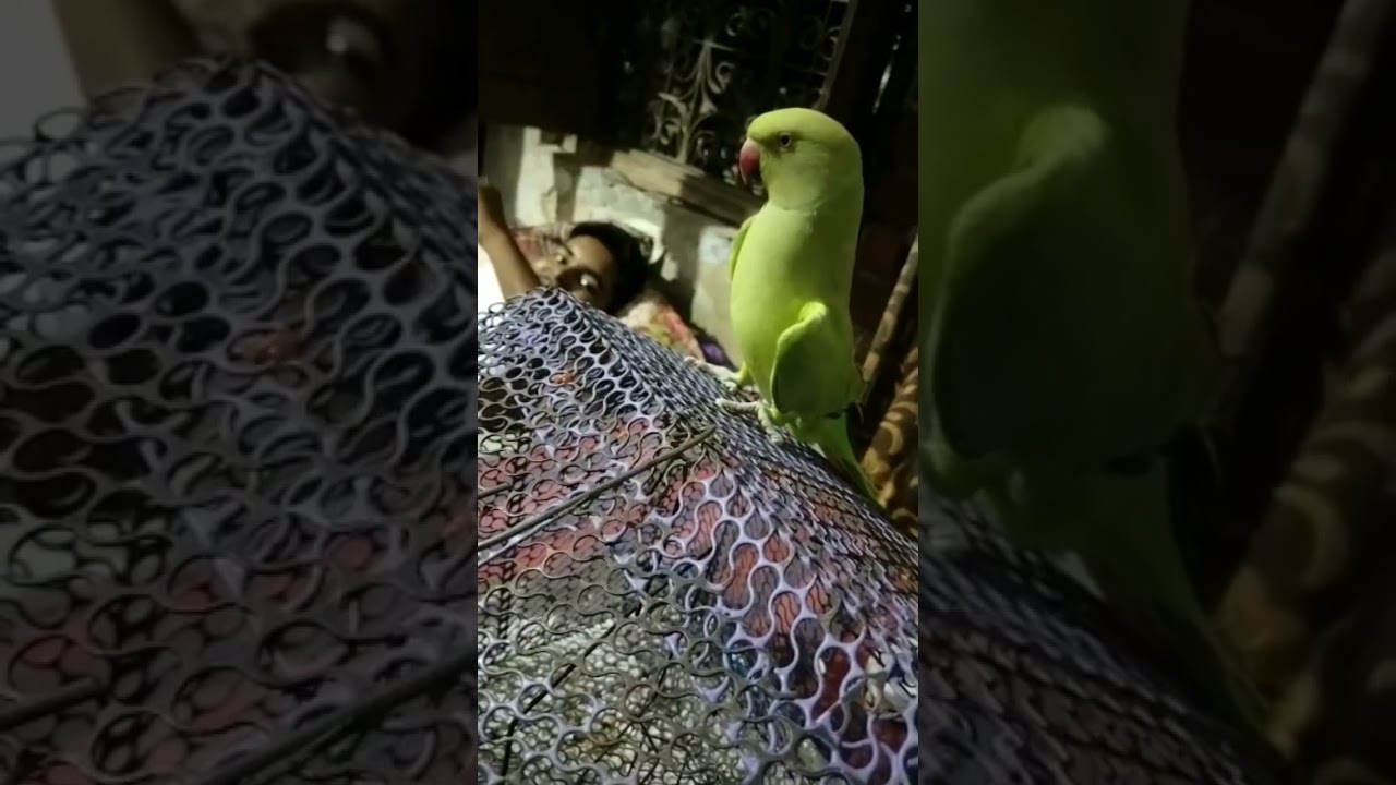 Kush h ye 😁 #bolnewalaparrot