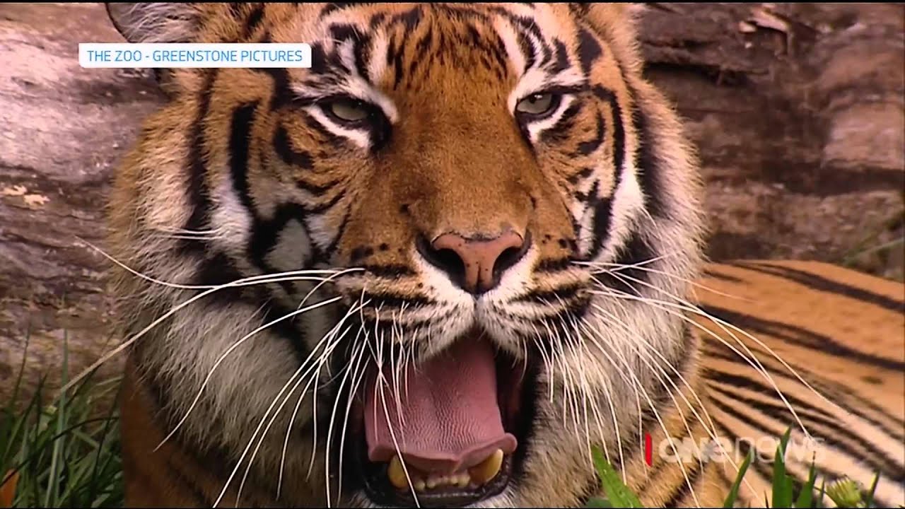 Tiger kills keeper at Hamilton Zoo, New Zealand