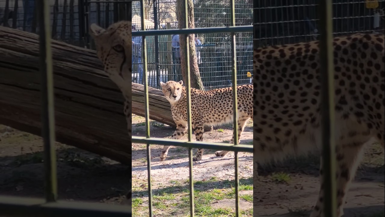 зоопарк  в Брауншвейге #германия #зоопарк