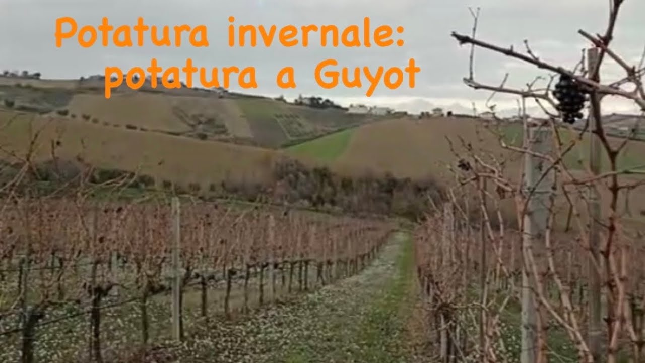 POTATURA A GUYOT della VITE: potatura invernale